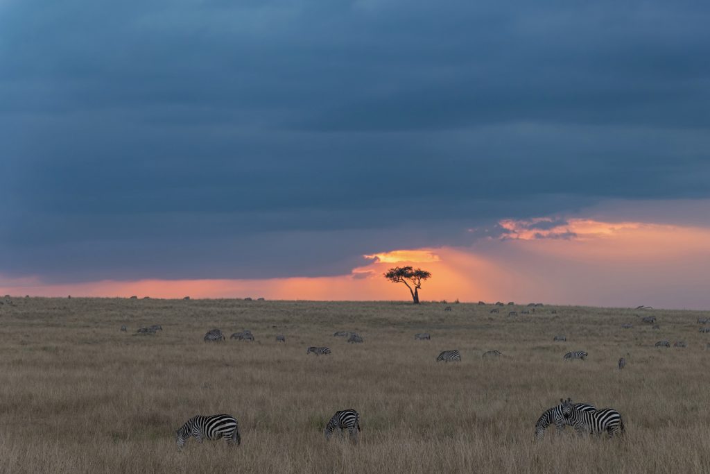 Plains Zebra sunset (image by Mike Watson)