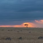 Plains Zebra sunset (image by Mike Watson)