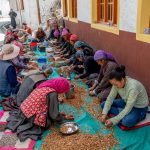 Women of Takmachik working together to crush apricot shells. The outer shell is used as fuel for the coming winter, and the inner seed is harvested as an excellent healthy food source (image by Julie-Anne Davies)