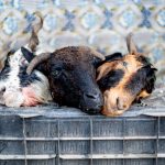 These goats have seen better days… A common scene in the Kargil markets (image by Julie-Anne Davies)