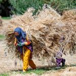 Local women carry heavy loads of wheat during the harvest season at Parkachik (image by Julie-Anne Davies)