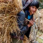 Harvest time at Parkachik (image by Julie-Anne Davies)