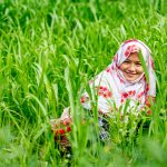A Muslim woman working in her barley and wheat field on outskirts of Kargil (image by Julie-Anne Davies)