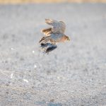 A Red-necked Falcon with its freshly caught Cape Turtle Dove breakfast! (image by Sean Braine)