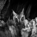 The sleepy face of a Southern White-faced Owl in the hollow of a Mopane tree trunk (image by Sean Braine)