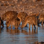 A clan of Spotted Hyenas take a drink one late afternoon in Etosha (image by Sean Braine)