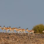 A herd of pretty Springbok in the Namib (image by Sean Braine)