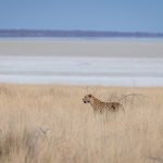 A male leopard takes a break to watch for prey near the giant clay pan of Etosha (image by Sean Braine)
