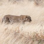 During our tour we spent over an hour with this huge male leopard in Etosha (image by Sean Braine)