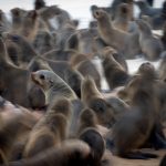 A writhing mass of Cape Fur Seals at their largest colony on earth, Cape Cross (image by Sean Braine)