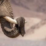 A desert-adapted elephant in abstract (image by Sean Braine)