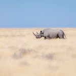 An endangered Black Rhino wandering around in Etosha (image by Sean Braine)
