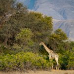 An Angolan Giraffe browses the vegetation in one of Namibia's ephemeral rivers (image by Sean Braine)