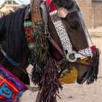 Detail of a decorated horse (image by Inger Vandyke)