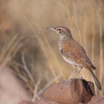 Often overlooked but very smart - Benguela Long-billed Lark is a striking lark with a huge bill! (image by Sean Braine)
