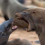 A pair of Cape Fur Seals battle for dominance at Cape Cross (image by Sean Braine)