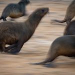Cape Fur Seals on the run in Cape Cross (image by Sean Braine)