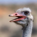 Portrait of a Common Ostrich (image by Sean Braine)