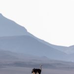 In remote north-western Namibia a lone Ostrich wanders the rock desert (image by Sean Braine)