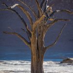 The ancient Camelthorn Trees of Deadvlei can tell a thousand stories (image by Sean Braine)