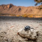 An early morning Desert Toktokkie (image by Sean Braine)