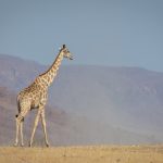 An Angolan Giraffe wanders across the landscape in remote Namibia (image by Sean Braine)