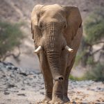 Charismatic and unique to Namibia, a desert-adapted elephant heads to the waterhole (image by Sean Braine)
