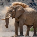 A desert-adapted Elephant enjoying his dust bath (image by Sean Braine)