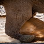 Detail of a desert-adapted elephant dust bathing late one morning on tour (image by Sean Braine)