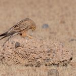 A Greater Kestrel enjoys his meal of a Spotted Desert Lizard (image by Sean Braine)