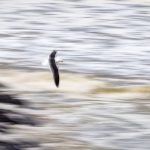 Motion blur of a Kelp Gull at Cape Cross (image by Sean Braine)