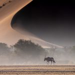 An Oryx faces the harshness of Sossusvlei (image by Sean Braine)