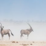 A pair of Oryx caught up in a dust storm in Etosha (image by Sean Braine)