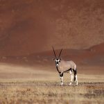 Oryx are truly the ballerinas of the desert in Namibia (image by Sean Braine)