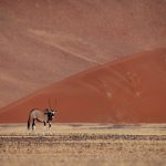 Beautiful Oryx, or Gemsbok. Their colours contrast so well with the stunning red dunes of Sossusvlei (image by Sean Braine)