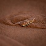 The beautiful sand dwelling Peringuey's Adder is a feature of our 'Sandbox Safari' part of the tour (image by Sean Braine)