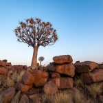 Namibia's beautiful Quiver Tree Forest is a landscape photographer's dream (image by Sean Braine)