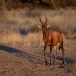 Portrait of a Red Hartebeest in Etosha (image by Sean Braine)