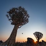 Sunrise in the Quiver Tree Forest (image by Sean Braine)