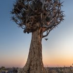 A Sociable Weaver arrives at its communal nest inside one of the famous Quiver Trees of Namibia (image by Sean Braine)