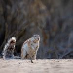 Cheeky South African Ground Squirrels are often an unexpected highlight of our Namibia tours (image by Sean Braine)