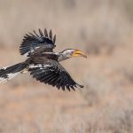 Flying bananas! A Southern Yellow-billed Hornbill takes off (image by Sean Braine)