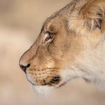 The lion's stare! (image by Sean Braine)