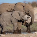 A touching moment between a young elephant and its mother in Etosha (image by Sean Braine)