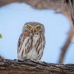 They might be tiny but they have a huge presence with their calls serenading the African night. Portrait of a Pearl-spotted Owlet (image by Sean Braine)