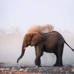 An Etosha elephant takes a dust bath after his swim (image by Sean Braine)