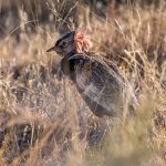 The rarely seen crest display of a male Red-crested Korhaan in Namibia (image by Sean Braine)