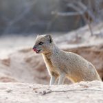 A Yellow Mongoose licks its lips as it leaves its burrow to hunt in the Kgalagadi Transfrontier (image by Sean Braine)