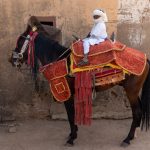 A young Batonu horse rider who is growing up in the terrific tradition of his father (image by Inger Vandyke)