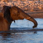 After a hot day in Etosha, it's time to have a bath (image by Sean Braine)